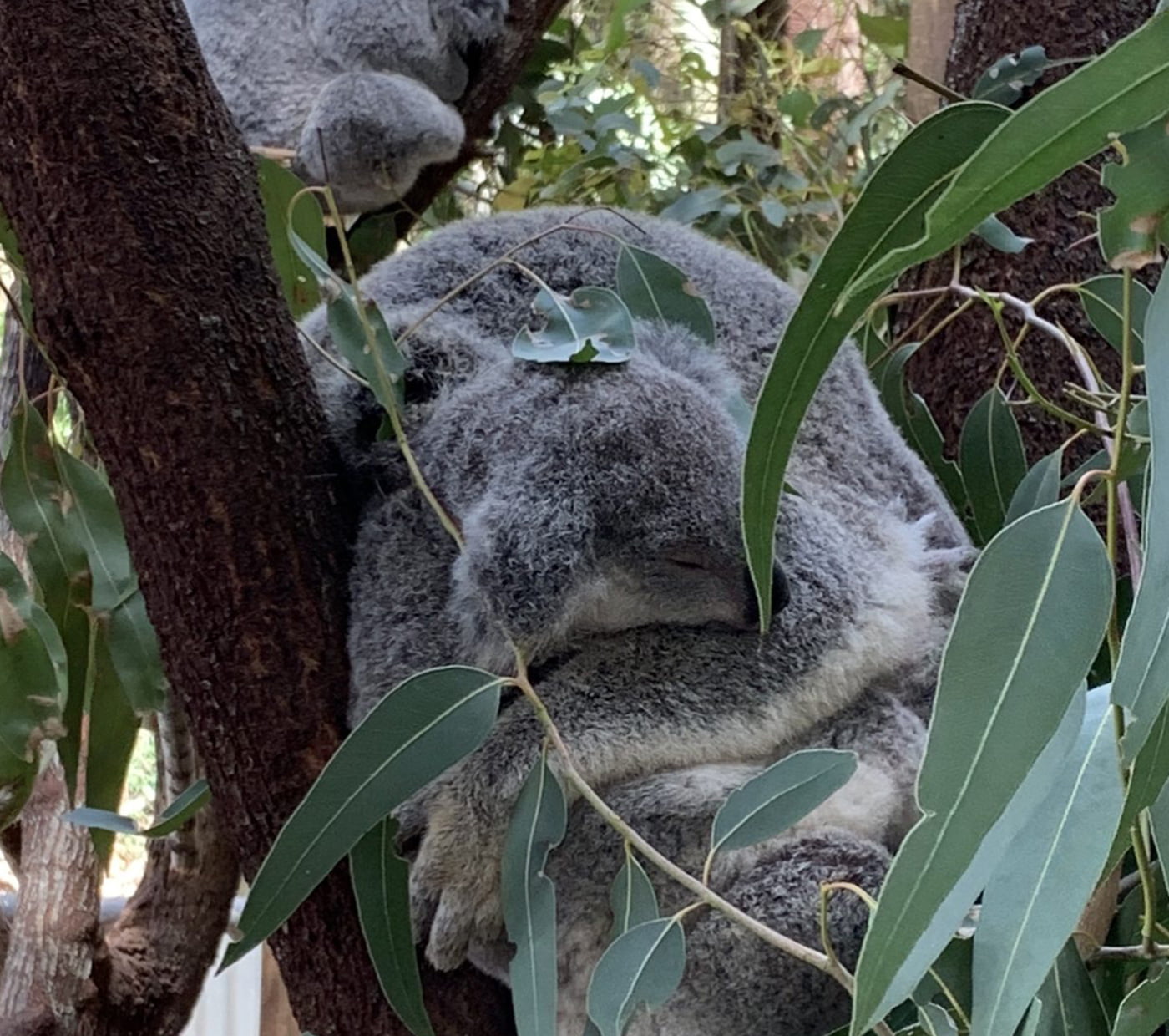 saving koalas