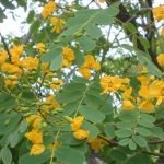 tipuana tipu flowers