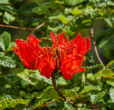 african tulip invasive tree species