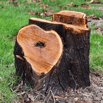 remove stump