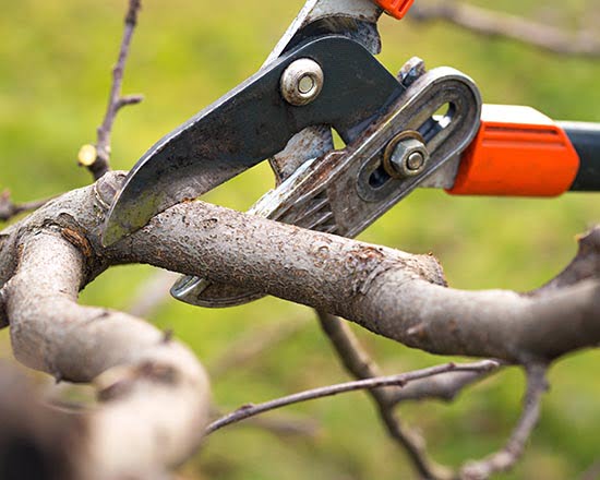 springtime arborist services
