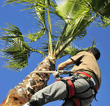 Beachmere Tree Services