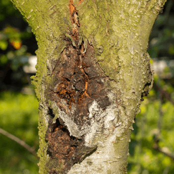 Pest & Diseases In Trees