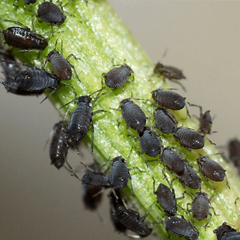 Pest & Diseases In Trees