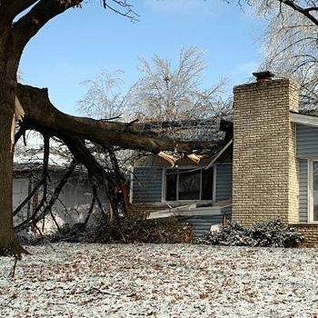storm tree insurance