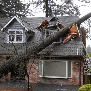 reduce liability with Routine Tree Management
