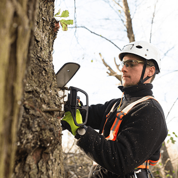 qualified arborist
