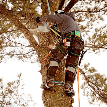 qualified arborist