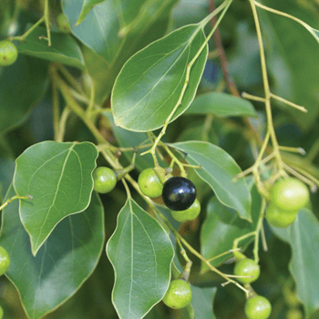 Common Tree Species camphor