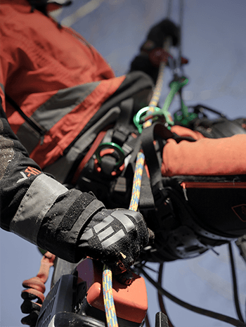 professional arborist