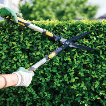 right time to trim hedges