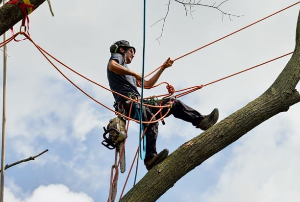 local tree removal service