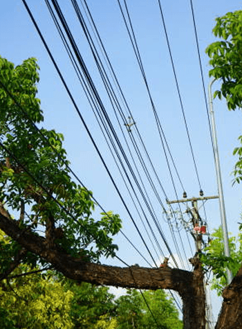 tree work best left to professionals