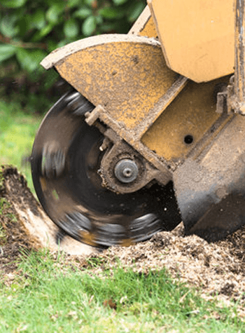 tree work best left to professionals