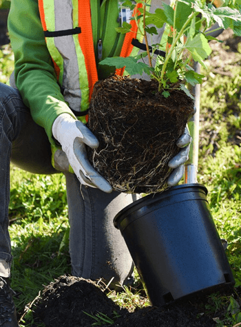 tree work best left to professionals