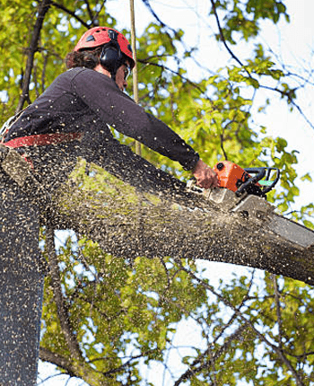 Expert Tree Lopping In Caboolture