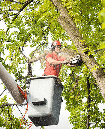 Expert Tree Lopping In Caboolture