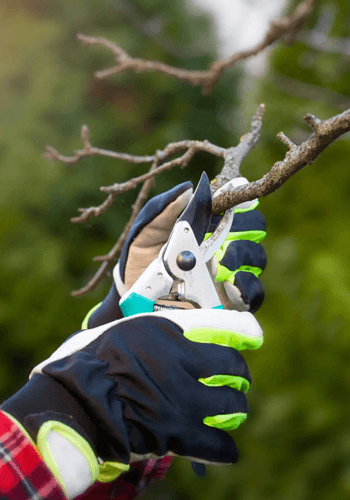 best time to prune your trees in winter