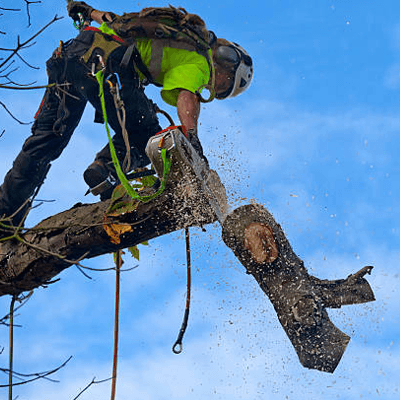 Tree Services In Caboolture
