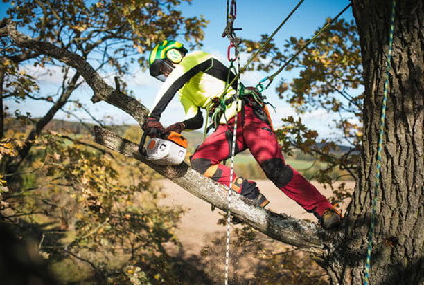 Tree Services In Caboolture