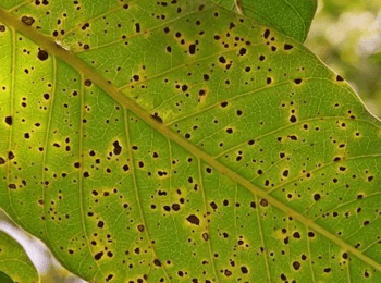 common tree diseases - Anthracnose