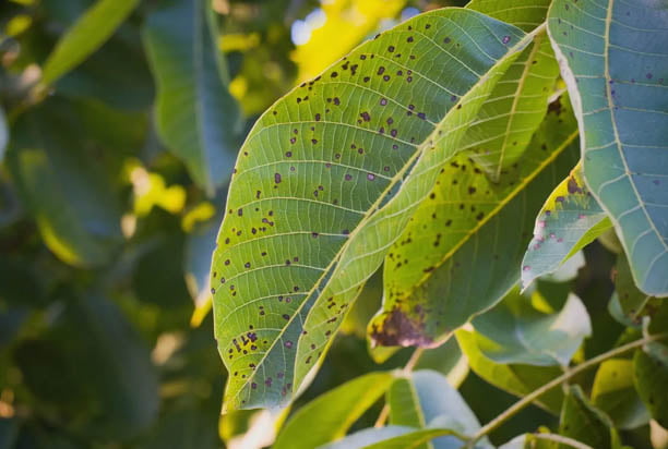 common tree diseases