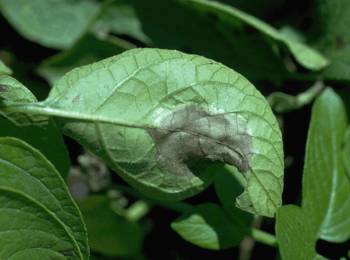 common tree diseases - Phytophthora