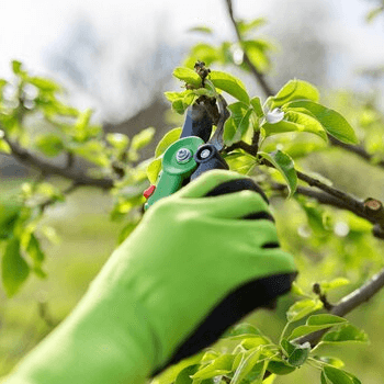 how to properly prune fruit trees