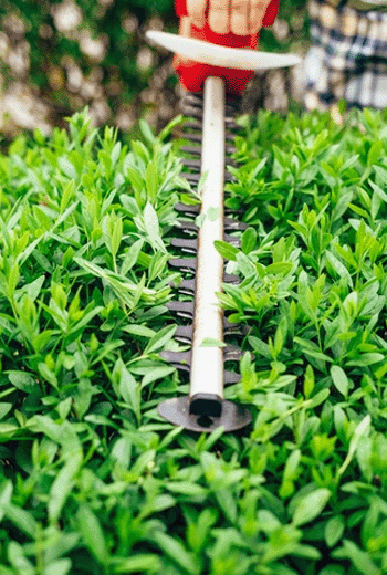 arborist hedge trimming