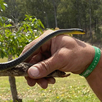 environmental care in land clearing