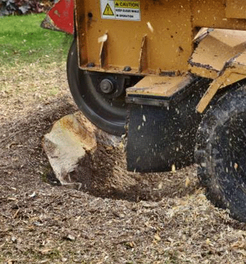 reasons for stump removal