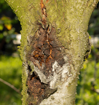 Caring for Trees- check for disease