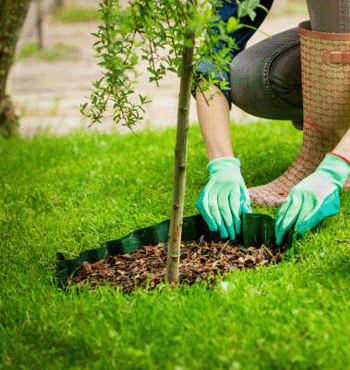 Caring for Trees-mulching matters