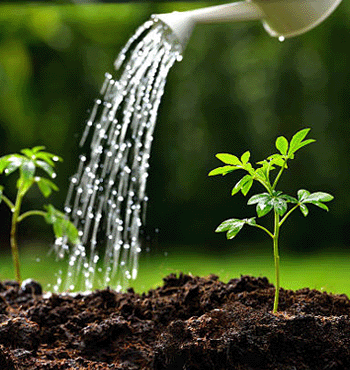 Caring for Trees-overwatering