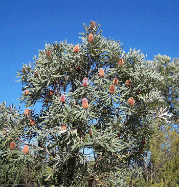 trees to plant - banksia
