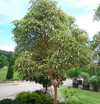 trees to plant - brush box