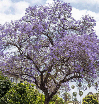 trees to plant - jacaranda