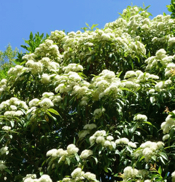 trees to plant - lemon myrtle
