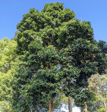 trees to plant - lilly pilly