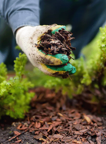mulching benefits