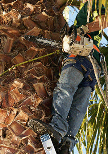 Palm Tree Removal guide