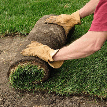 turf laying healthy trees