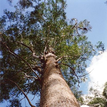 Blackbutt (Eucalyptus pilularis)
