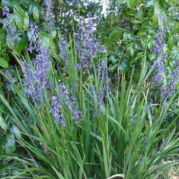 Blue Flax Lily (Dianella caerulea)