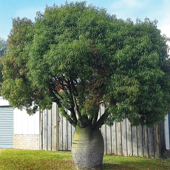 Bottle Tree (Brachychiton rupestris)