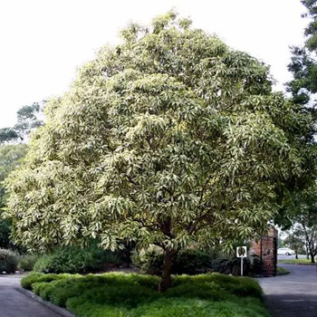 Brush Box (Lophostemon confertus)