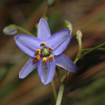 Dianella (Dianella spp.)