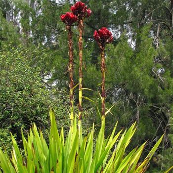 Gymea Lily (Doryanthes excelsa)
