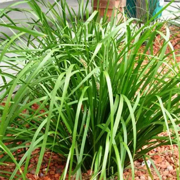 Lomandra (Lomandra longifolia)