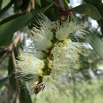 Paperbark Tree (Melaleuca quinquenervia)